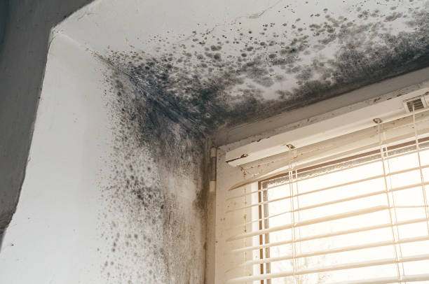 Affordable Mold Cleanup solutions in Carrollton, IL